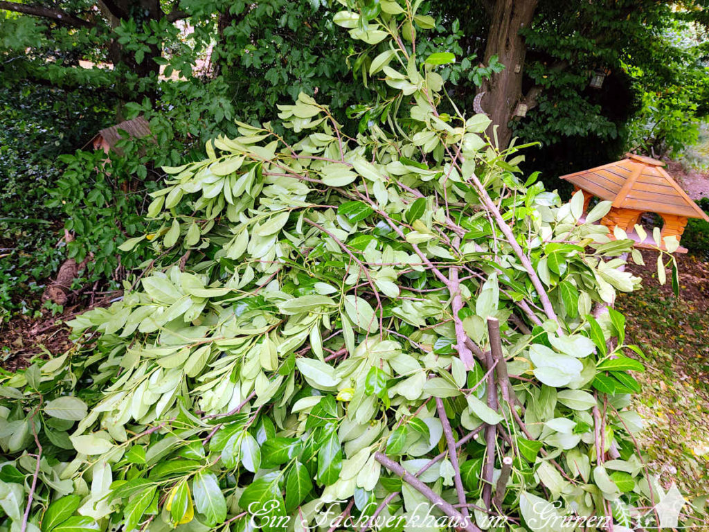 Kirschlorbeer im Garten.