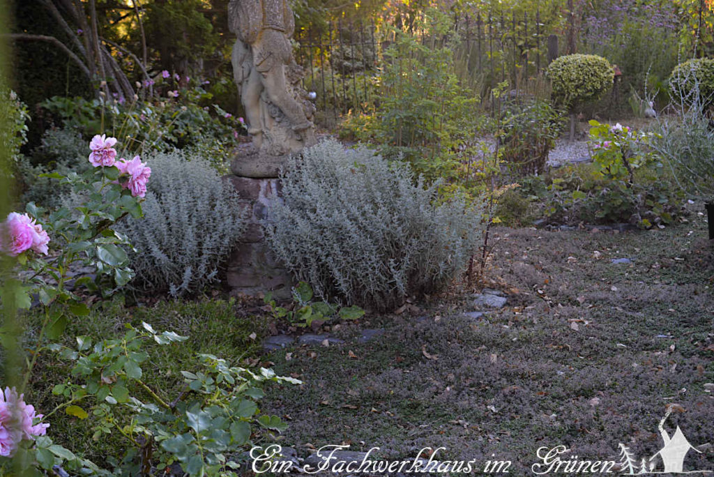 Rasenersatz Polsterthymian in unserem Rosengarten.