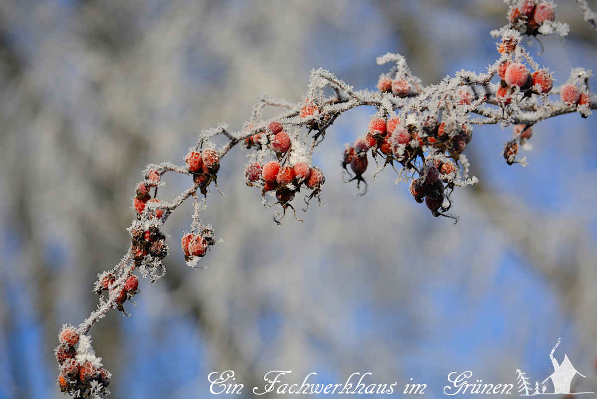 Winterwunderland mit bizarren Eiskristallen.