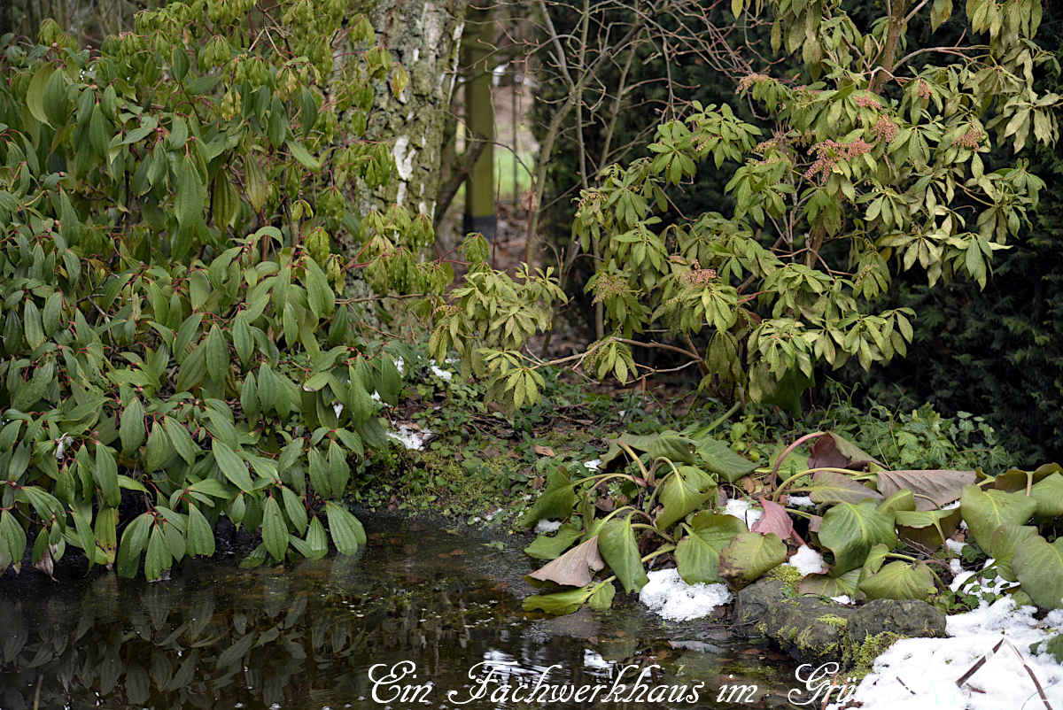 Der Gartenteich ist auch in einem Rekordwinter sehr wertvoll.