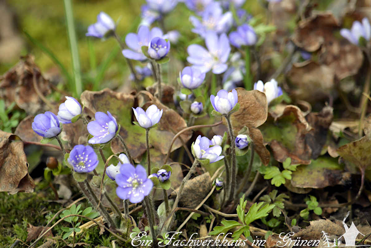 Der Lenz zieht in den Garten, hier das Leberblümchen. 