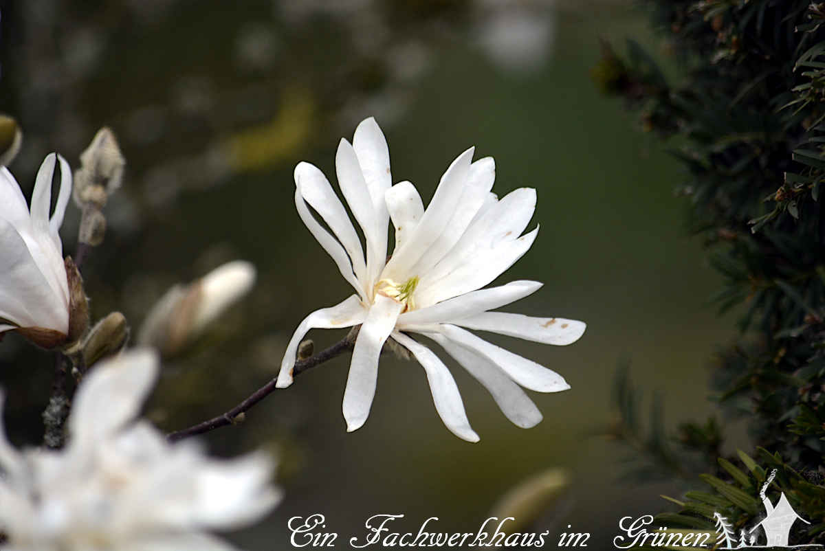 Die Blüte der Sternmagnolie.