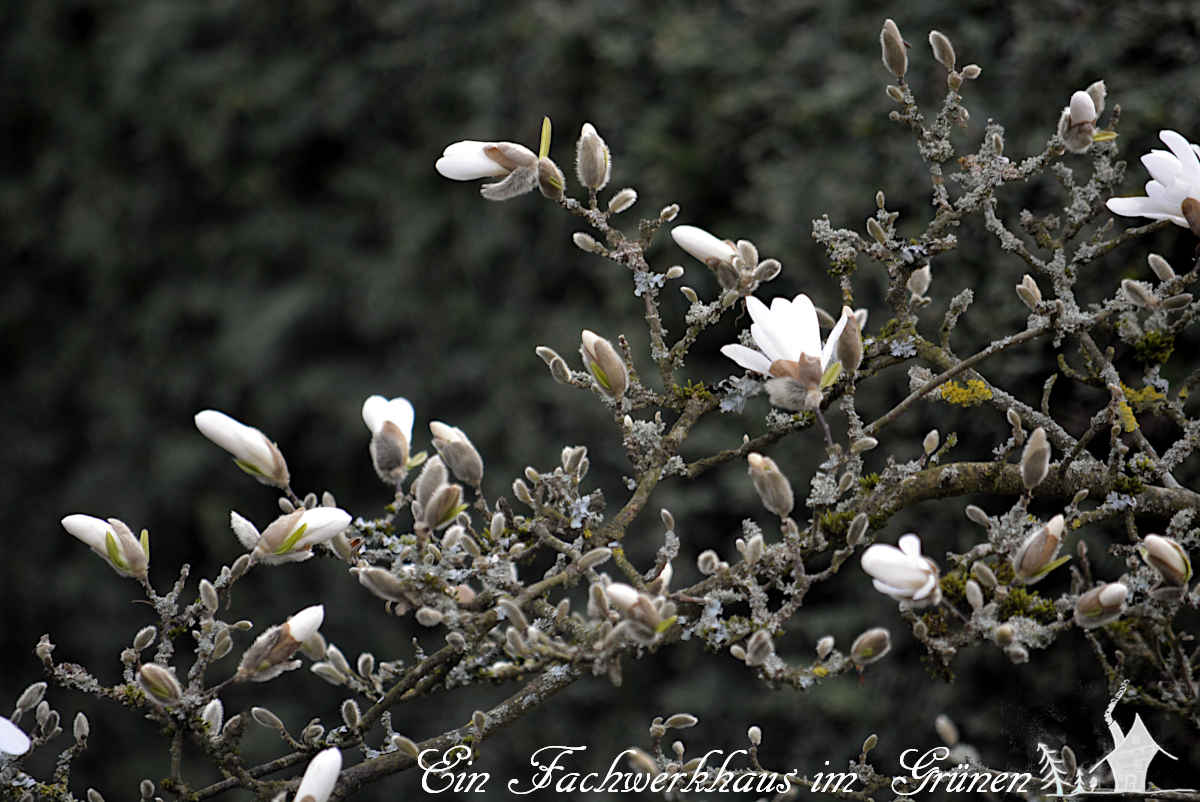 Auf den Ästen der Sternmagnolie wachsen sehr viele Flechten.