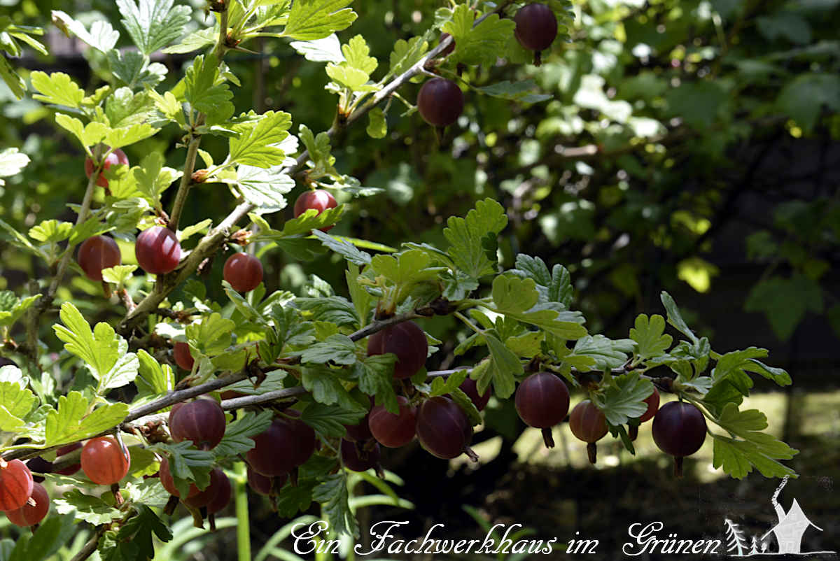 Die Zweige der Stachelbeere in unserem kleinen Obstgarten hängen voller Früchte.