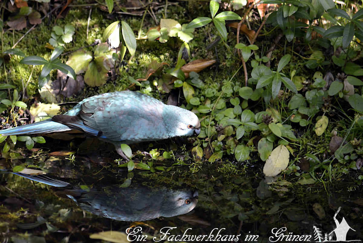 Exotischer Besuch in unserem Garten.