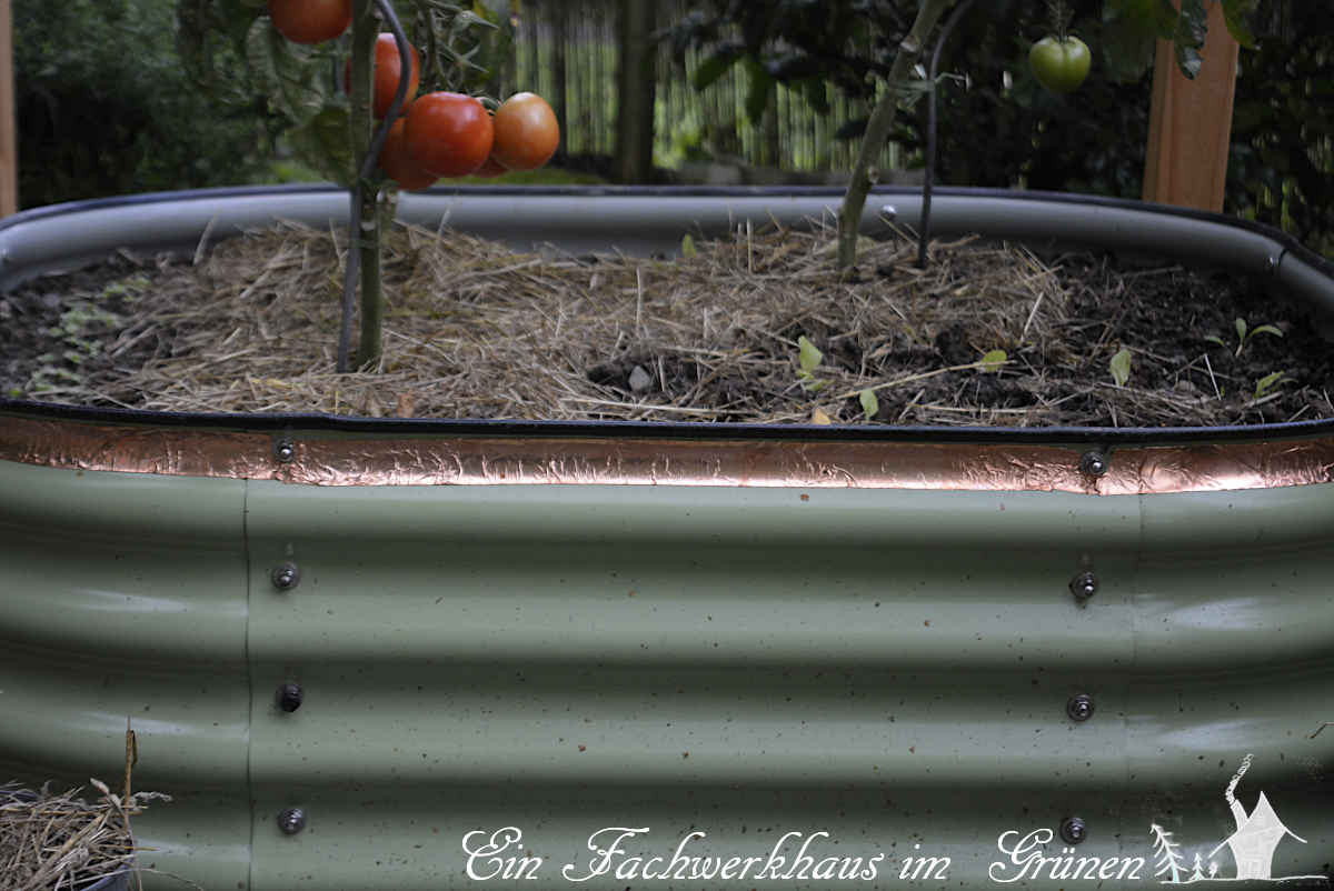 Ein Kupferband soll vor Schnecken schützen. Auch die Tomaten.