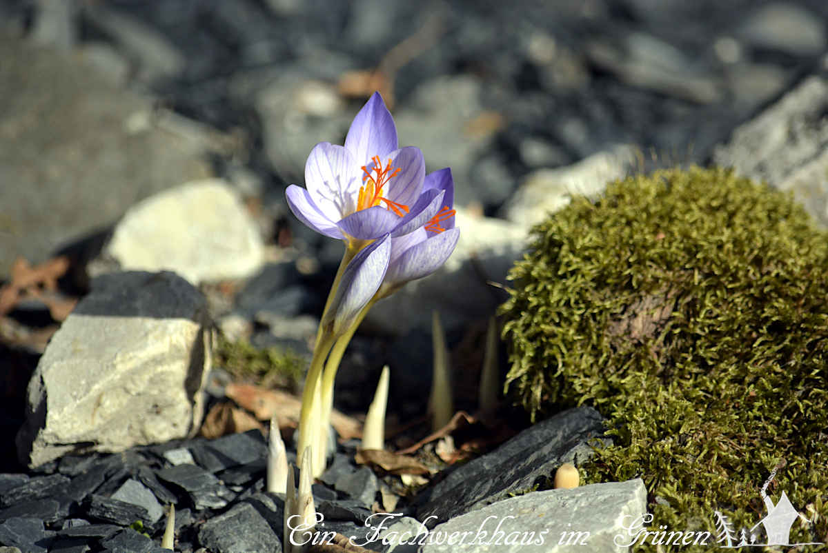 Der Herbstkrokus blüht, wie der Name schon sagt, im Herbst.