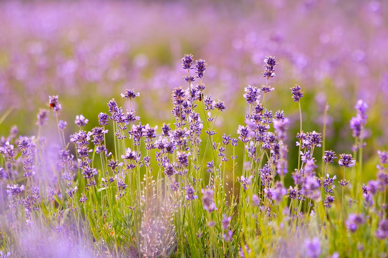Lavendel im Garten richtig überwintern